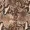 Snake Print Bodycon Midi Dress